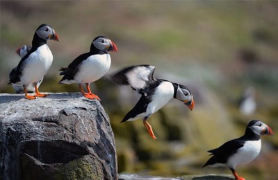 Sinopec - Puffin Field, Subsea Support