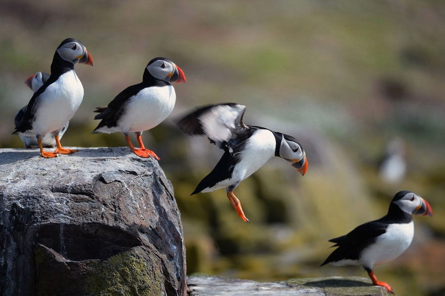 /theme/upstreamcom//assets/public/image/ProductListing/Puffin-Field-Subsea-Support.jpg